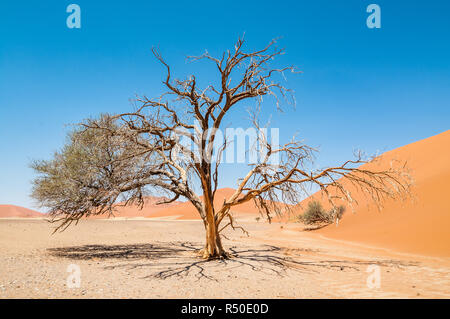 Baum neben der Düne 45, Wüste Namib, Namibia Stockfoto