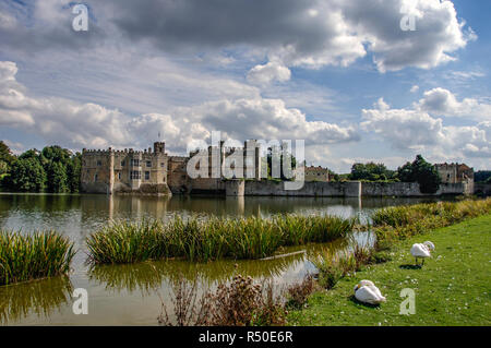 Whiteb Schwäne auf dem Gras Bank über den Burggraben zum Leeds Castle, Kent, Großbritannien suchen Stockfoto