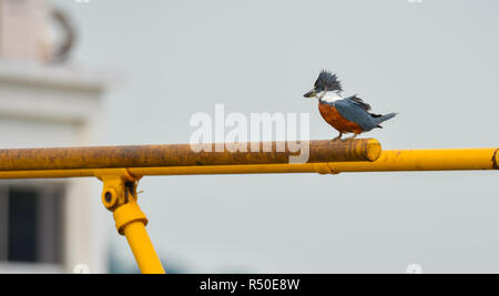 Beringt Eisvogel Vogel (Megaceryle torquata) Große, auffällige und laut Vogel. Dieser sitzt auf einem Kanal Gate Bar und Umfragen unter Wasser für Nahrung. Stockfoto