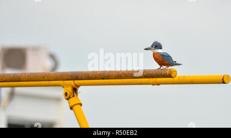 Beringt Eisvogel Vogel (Megaceryle torquata) Große, auffällige und laut Vogel. Dieser sitzt auf einem Kanal Gate Bar und Umfragen unter Wasser für Nahrung. Stockfoto