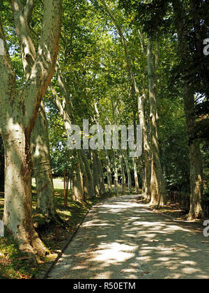 Avenue der hohen Reife London Platanen (Platanus x acerifolia oder Platanus x Hispanica) cast dappled Schatten auf einem Feldweg in der Toskana, Italien Stockfoto