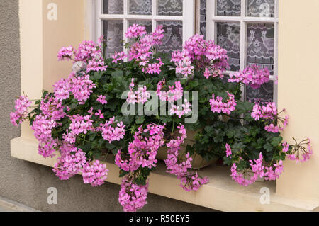 Topf mit rosa Geranien auf der Fensterbank Stockfoto