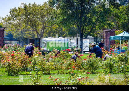 August 17, 2018 San Jose/CA/USA-Freiwillige in den städtischen Rosengarten an einem sonnigen Tag Stockfoto