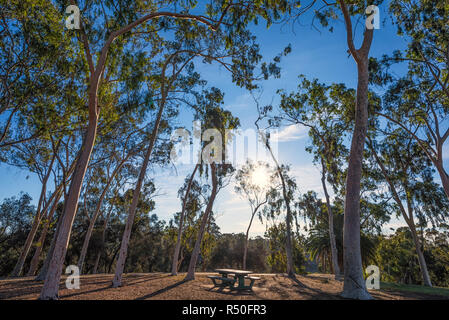 Hain der Bäume und eine öffentliche Bank mit Morgenlicht. Balboa Park, San Diego, Kalifornien, USA. Stockfoto