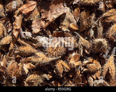 Beechnut auf Waldboden Stockfoto