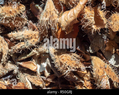 Beechnut auf Waldboden Stockfoto