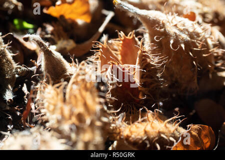 Beechnut beechnut Makro auf Waldboden Stockfoto