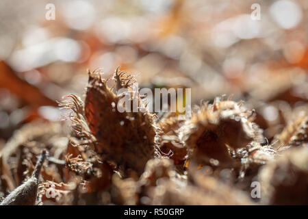 Beechnut beechnut Makro auf Waldboden Stockfoto