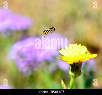 Wenig hoverfly fliegen um eine Blume Stockfoto