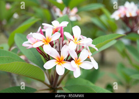 Frangipani Blüten von Lifou Neukaledonien Stockfoto