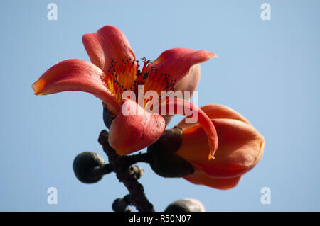 Seide Baumwolle auch bekannt als Bombax Ceiba, Shimul Blume. Dhaka, Bangladesch. Stockfoto