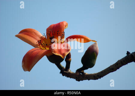 Seide Baumwolle auch bekannt als Bombax Ceiba, Shimul Blume. Dhaka, Bangladesch. Stockfoto