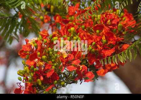 Delonix regia auch bekannt als Krishnachura, Flame Tree, Royal Poinciana, Gulmohar. Dhaka, Bangladesch. Stockfoto