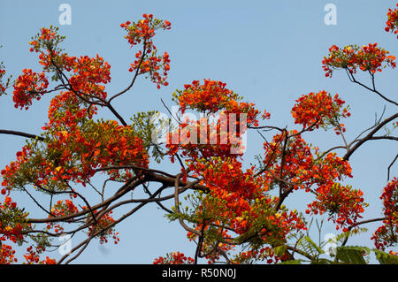 Delonix regia auch bekannt als Krishnachura, Flame Tree, Royal Poinciana, Gulmohar. Dhaka, Bangladesch. Stockfoto