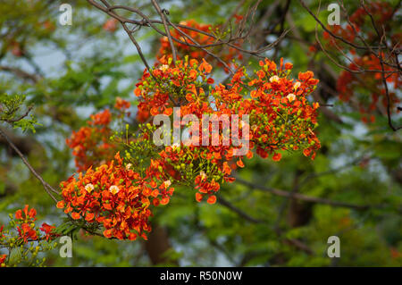 Delonix regia auch bekannt als Krishnachura, Flame Tree, Royal Poinciana, Gulmohar. Dhaka, Bangladesch. Stockfoto