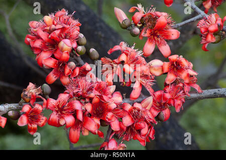 Seide Baumwolle auch bekannt als Bombax Ceiba, Shimul Blume. Dhaka, Bangladesch. Stockfoto