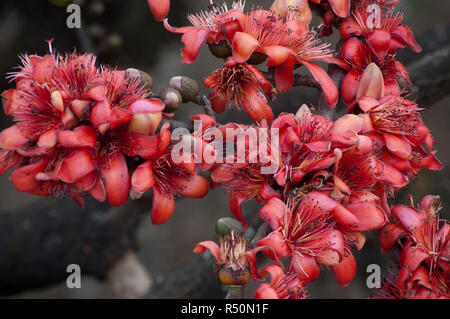 Seide Baumwolle auch bekannt als Bombax Ceiba, Shimul Blume. Dhaka, Bangladesch. Stockfoto