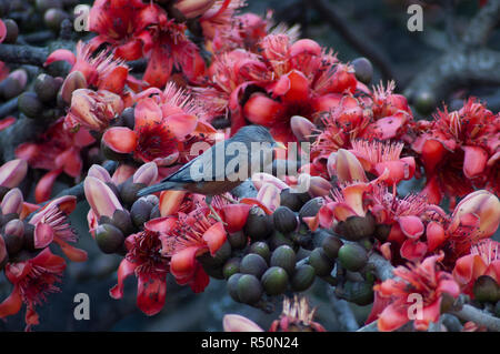 Vogel hocken auf der Silk Cotton Tree auch bekannt als Bombax Ceiba, Shimul Blume. Dhaka, Bangladesch. Stockfoto