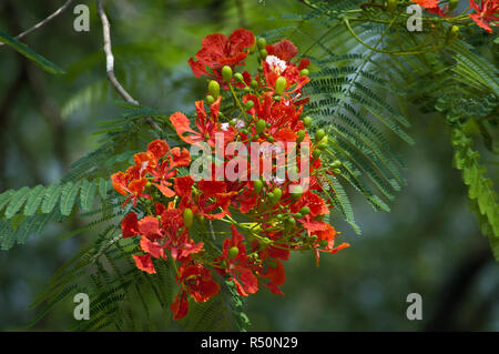 Delonix regia auch bekannt als Krishnachura, Flame Tree, Royal Poinciana, Gulmohar. Dhaka, Bangladesch. Stockfoto