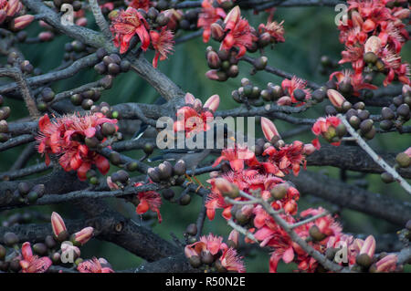 Vogel hocken auf der Silk Cotton Tree auch bekannt als Bombax Ceiba, Shimul Blume. Dhaka, Bangladesch. Stockfoto