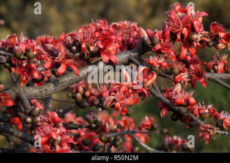 Seide Baumwolle auch bekannt als Bombax Ceiba, Shimul Blume. Dhaka, Bangladesch. Stockfoto