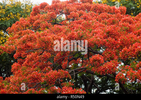 Delonix regia auch bekannt als Krishnachura, Flame Tree, Royal Poinciana, Gulmohar. Dhaka, Bangladesch. Stockfoto