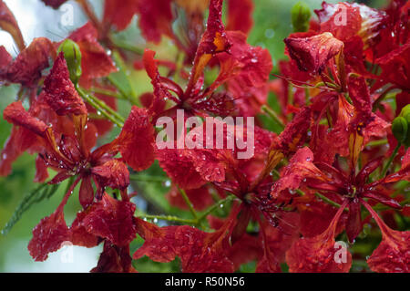 Delonix regia auch bekannt als Krishnachura, Flame Tree, Royal Poinciana, Gulmohar. Dhaka, Bangladesch. Stockfoto