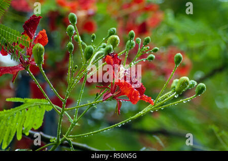 Delonix regia auch bekannt als Krishnachura, Flame Tree, Royal Poinciana, Gulmohar. Dhaka, Bangladesch. Stockfoto