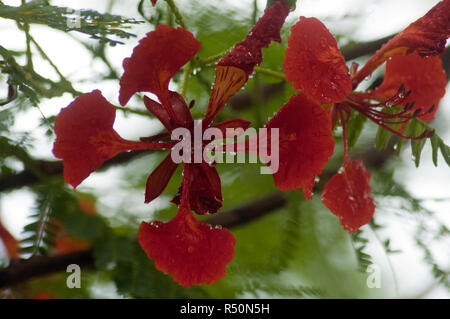 Delonix regia auch bekannt als Krishnachura, Flame Tree, Royal Poinciana, Gulmohar. Dhaka, Bangladesch. Stockfoto