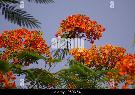 Delonix regia auch bekannt als Krishnachura, Flame Tree, Royal Poinciana, Gulmohar. Dhaka, Bangladesch. Stockfoto