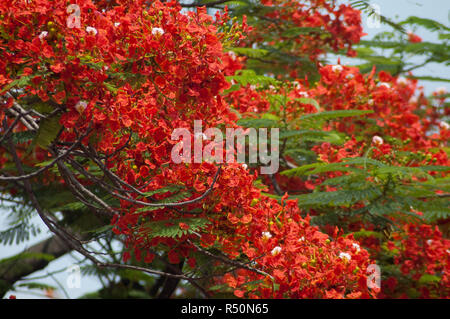 Delonix regia auch bekannt als Krishnachura, Flame Tree, Royal Poinciana, Gulmohar. Dhaka, Bangladesch. Stockfoto