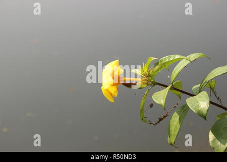 Wie eine gelbe Rose Stockfoto