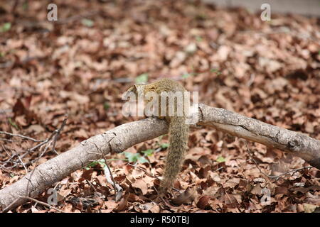 Gopher kleine afrikanische Säugetier Tier Stockfoto