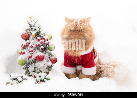 Ingwer Persischen Katze mit Santa Outfit im Schnee Stockfoto