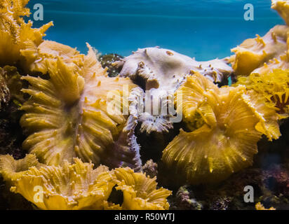 Unterwasser Meer Landschaft Hintergrund, ein Felsen voll mit Korallen und Anemonen bewachsen Stockfoto