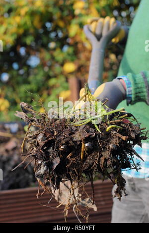 Ein Garten Kompost ist der Inhalt zu belüften, um ein reichhaltiges, ausgewogenes Humus Stockfoto