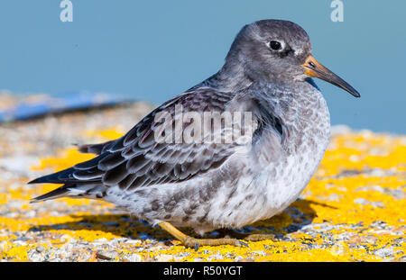 Meerstrandläufer im Winter Gefieder an den wichtigsten Hafen Dorset UK Stockfoto