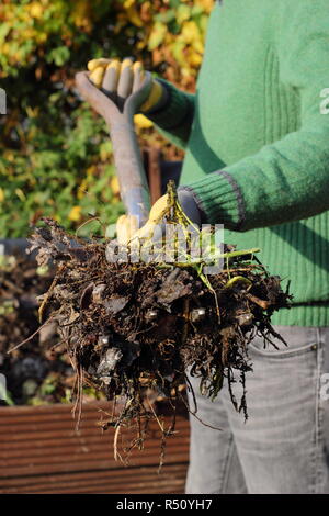 Ein Garten Kompost ist der Inhalt zu belüften, um ein reichhaltiges, ausgewogenes Humus Stockfoto