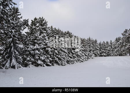 Eine Linie von Schnee bedeckt Kiefern Stockfoto