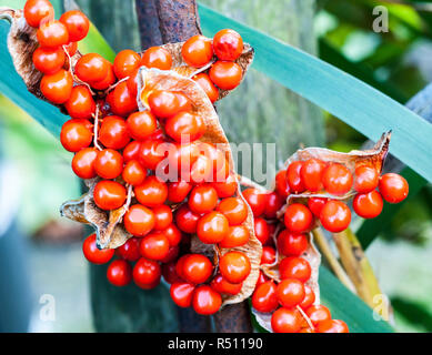 Iris foetidissima var. citrina viele rote Beeren in Seed pod Stockfoto