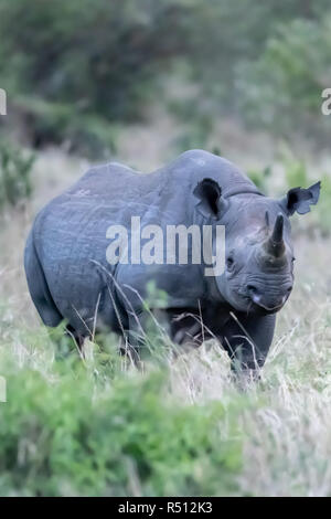 Vom Aussterben bedrohten schwarzen Nashörner (Diceros bicornis Michaeli) in Kenia Stockfoto