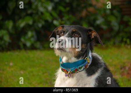 Nahaufnahme der Hund in den Garten stellen Stockfoto