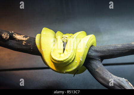 The Green Tree python-Morelia viridis - ist eine Art von Python. In der Regel leben in den Bäumen, im Green Tree python Jagt hauptsächlich und frisst kleine Reptilien und Säugetiere. Stockfoto
