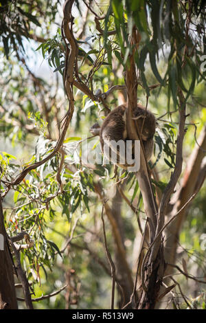 Koala Kugel auf einem gumtree Stockfoto