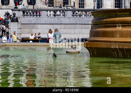 Eine Stockente und Drake schwimmen in der Trafalgar Square Brunnen vor der National Gallery in London, Vereinigtes Königreich Stockfoto