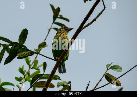 Ein weißer ist barbet essen Guajava-frucht sitzen auf einem Ast. Sie allgemein Essen reifen Früchten. Insekten und andere kleine Lebewesen sind aus dem Menü aus. Stockfoto