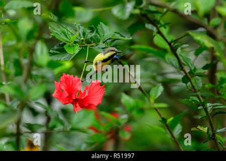 Lila sunbird, Cinnyris asiaticus, Lila sunbird hängend auf Blume Stockfoto