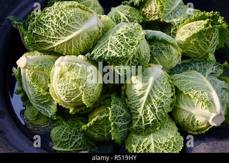 Frisch geerntet, Wirsing mit Wassertröpfchen, die in der Veranda Farm, einem 110 Hektar großen Biohof, Healdsburg, California, USA. Stockfoto