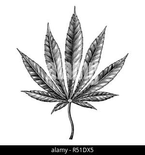 Cannabis leaf Hand zeichnen vintage Clipart auf weißem Hintergrund Stock Vektor