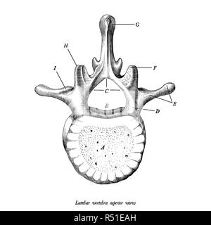 Lendenwirbel Superior View Anatomie Hand zeichnen Vintage clip art auf weißem Hintergrund mit Beschreibung isoliert Stock Vektor